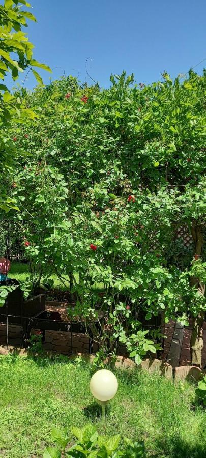Pensiunea Magnolia Sibiu Ngoại thất bức ảnh