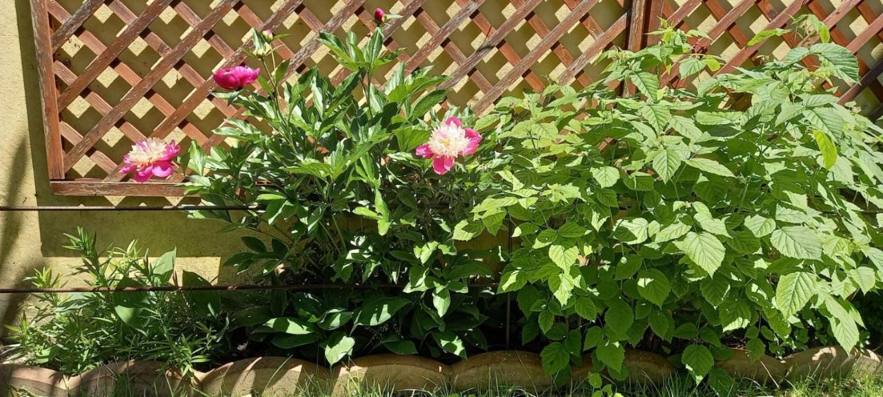 Pensiunea Magnolia Sibiu Ngoại thất bức ảnh
