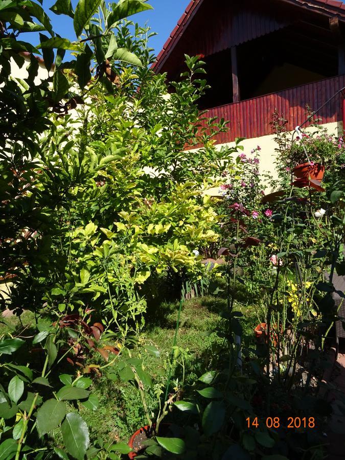 Pensiunea Magnolia Sibiu Ngoại thất bức ảnh